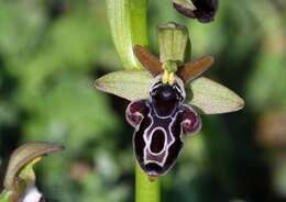 Image of Kotschy's Ophrys