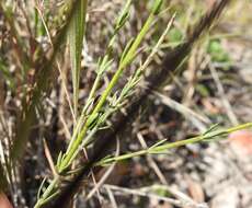 Image de Westringia tenuicaulis C. T. White & W. D. Francis