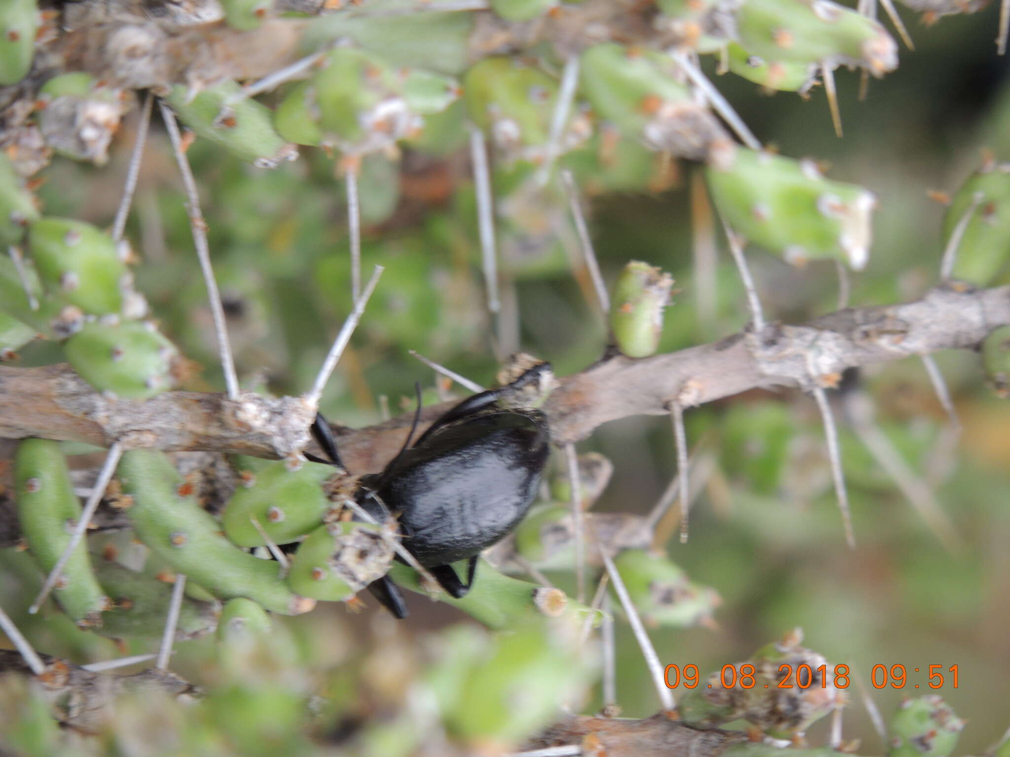 Image of Long-horned beetle