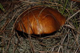 Sivun Suillus collinitus (Fr.) Kuntze 1898 kuva