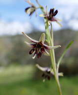 Fritillaria brandegeei Eastw. resmi