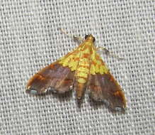 Image of Agrotera citrina Hampson 1898