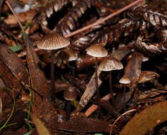 Sivun Mycena albidofusca Cleland 1933 kuva