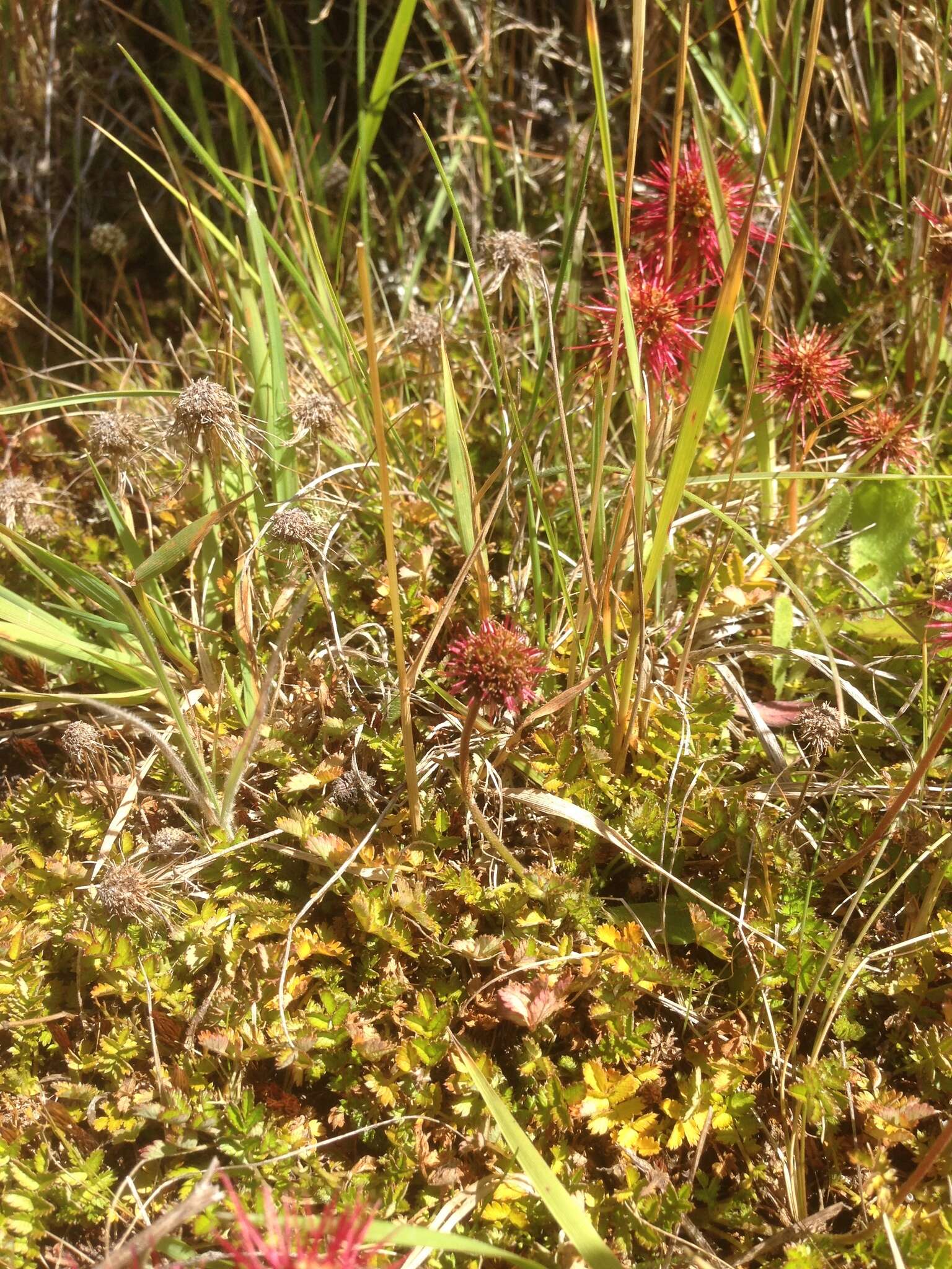 Image of Acaena microphylla Hook. fil.