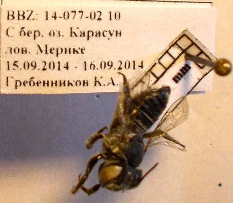 Image of megachile dorsalis