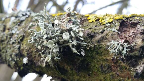 Image of Cartilage lichen