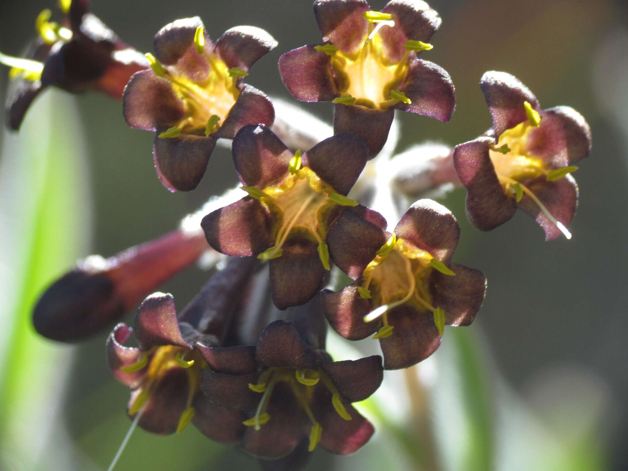 Image of Myosotis macrantha (Hook. fil.) Benth. & Hook. fil.