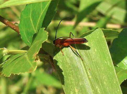 Image of Oberea fuscipennis (Chevrolat 1852)