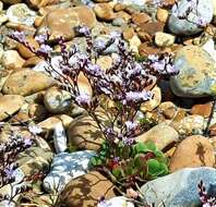 Image of Limonium hyblaeum Brullo