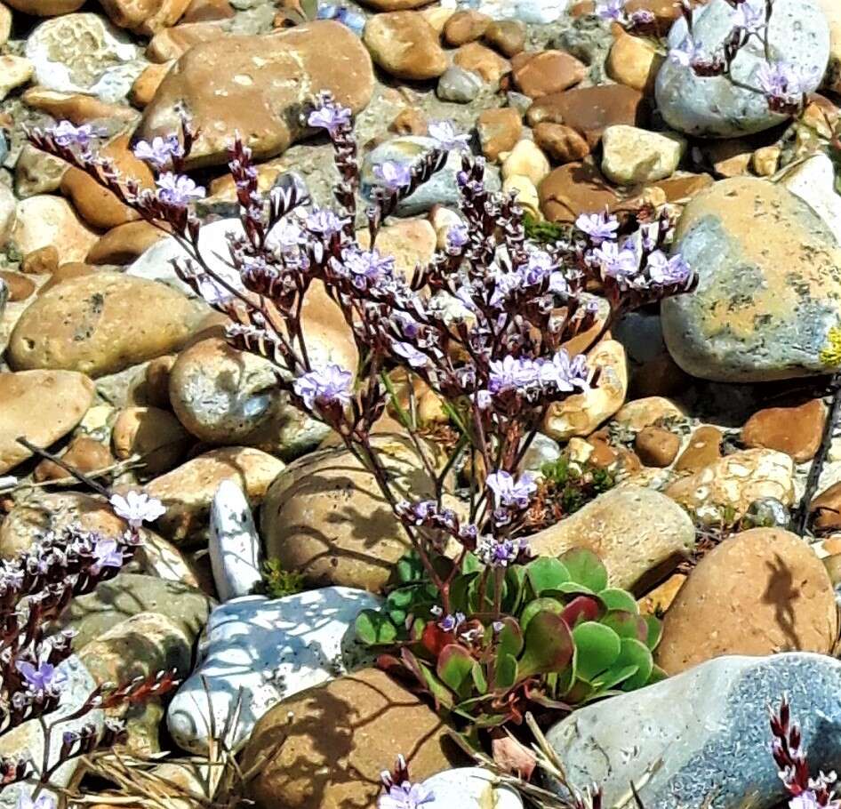 Image of Limonium hyblaeum Brullo