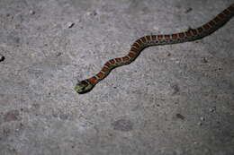 Image of Arizona Mountain Kingsnake