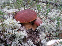 Image of Boletus pinophilus Pilát & Dermek 1973