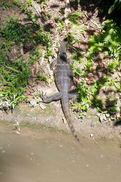 Image of Common Water Monitor