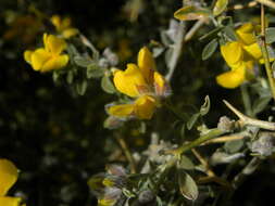 Image de Genista segonnei (Maire) P. E. Gibbs