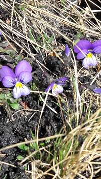 Image of Viola aethnensis Parl.