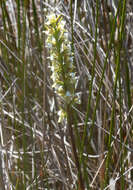 Image of Prasophyllum hectori (Buchanan) Molloy, D. L. Jones & M. A. Clem.