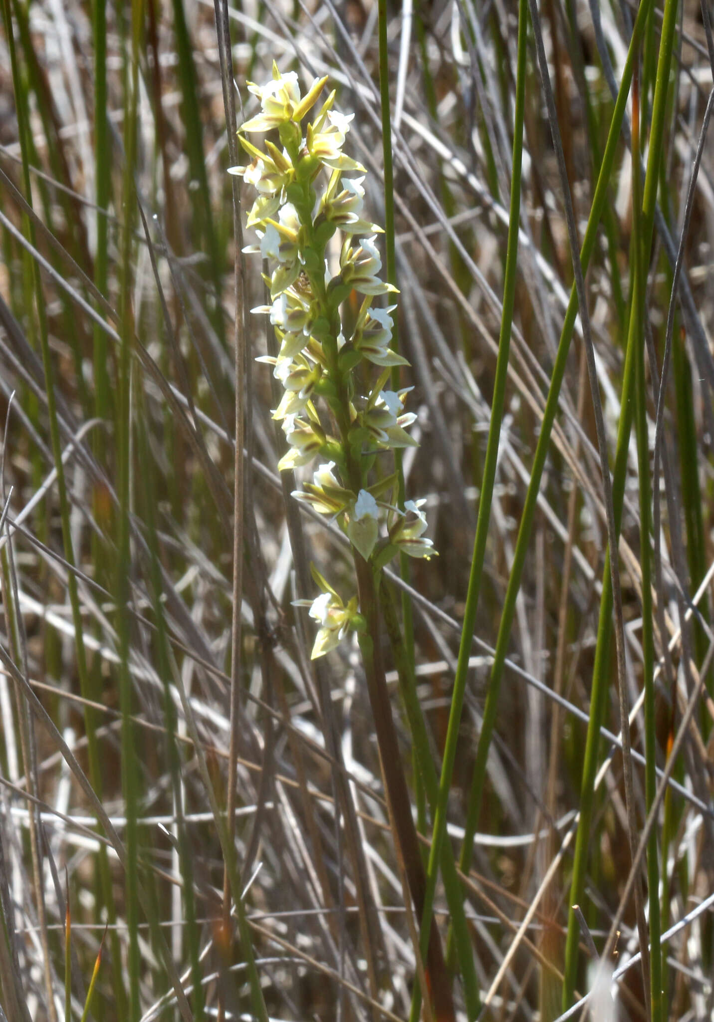 Image of Prasophyllum hectori (Buchanan) Molloy, D. L. Jones & M. A. Clem.