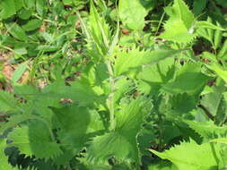 Image of Saussurea grandifolia Maxim.