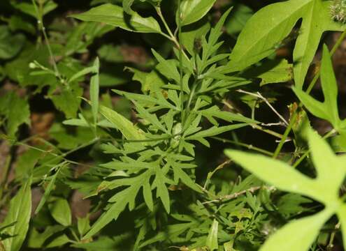 Bidens leptocephala Sherff的圖片