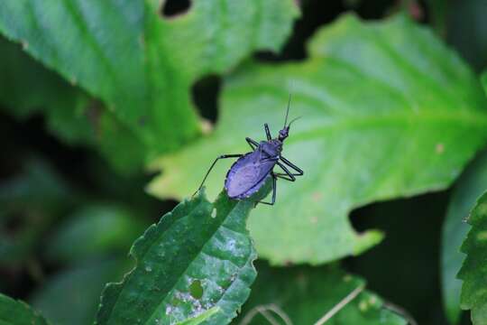 صورة Rhynocoris incertis (Distant 1903)