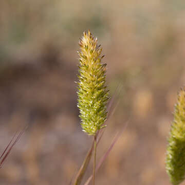 صورة Rostraria pumila (Desf.) Tzvelev