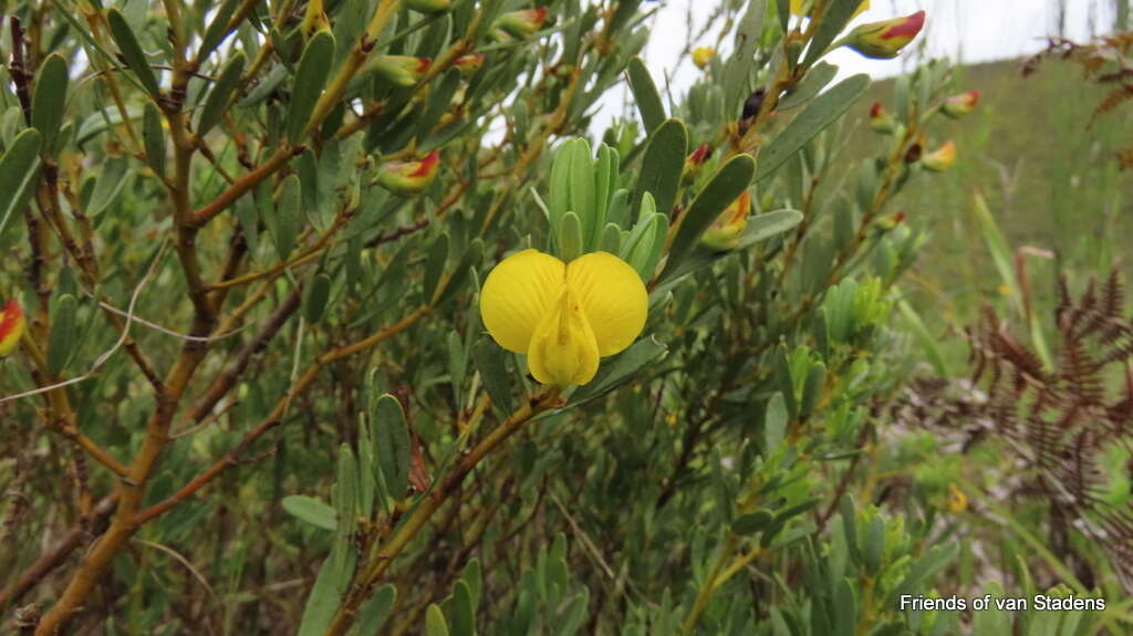 Image of <i>Cyclopia longifolia</i>