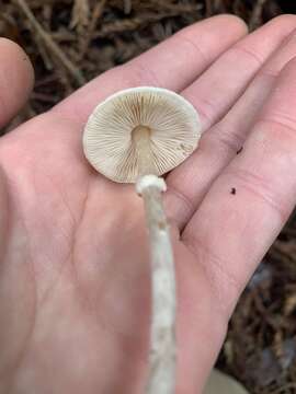 Lepiota castaneidisca Murrill 1912 resmi