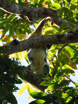 Image of Waigeo Cuscus