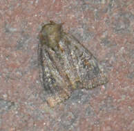 Diarsia brunnea Schiffermüller 1775的图像