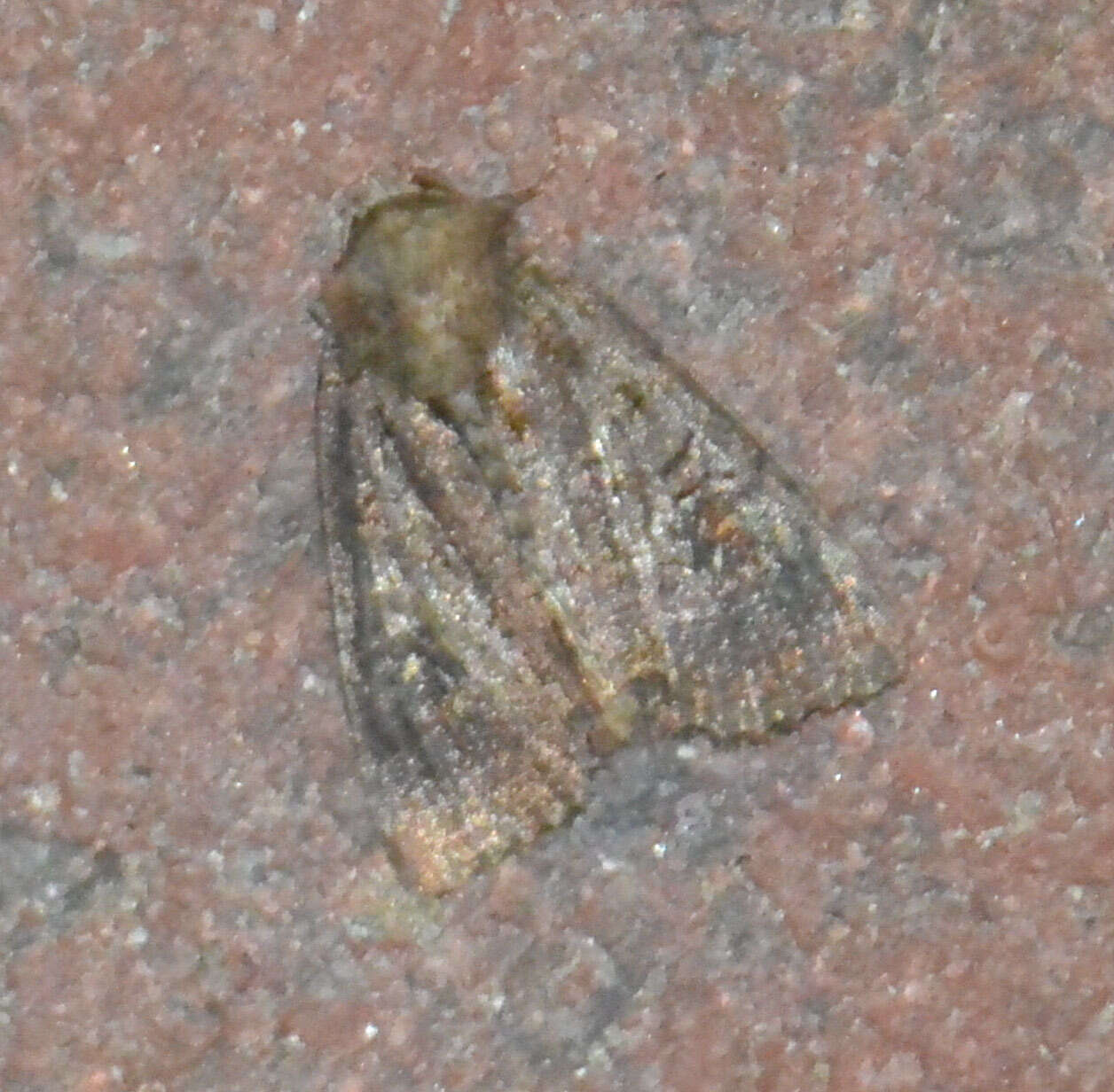 Diarsia brunnea Schiffermüller 1775的图像