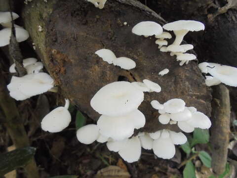 Image de Pleurotus albidus (Berk.) Pegler 1983