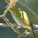 Image of Black-capped White-eye