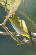 Image of Black-capped White-eye