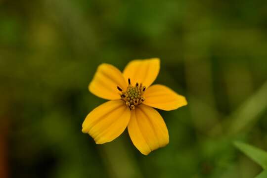 Image of <i>Bidens ballsii</i>