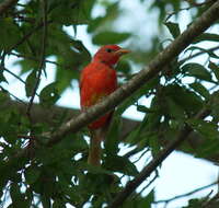 Image of Summer Tanager