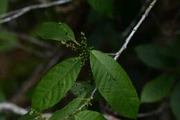 Plancia ëd Cleidion castaneifolium Müll. Arg.