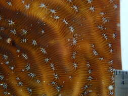 Image of Lamarck´s sheet coral