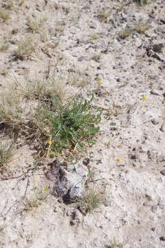 Image of Soldier Meadows Cinquefoil