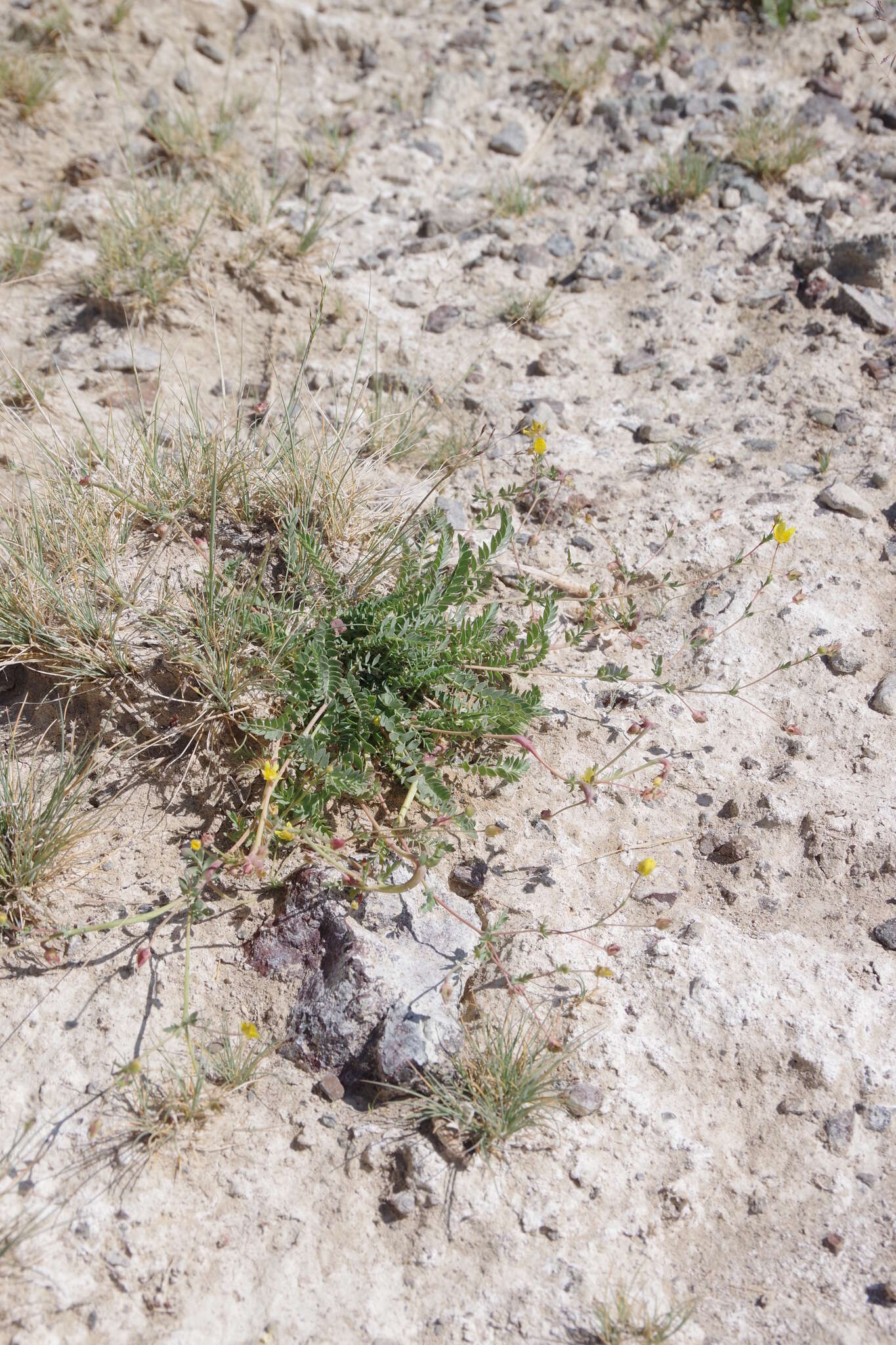 Слика од Potentilla basaltica A. Tiehm & B. Ertter