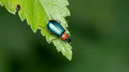 Image of Lebia (Lamprias) cyanocephala (Linnaeus 1758)