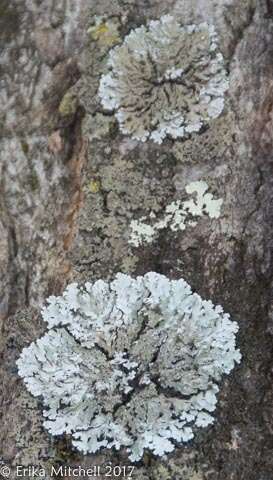 Image of frosted lichen