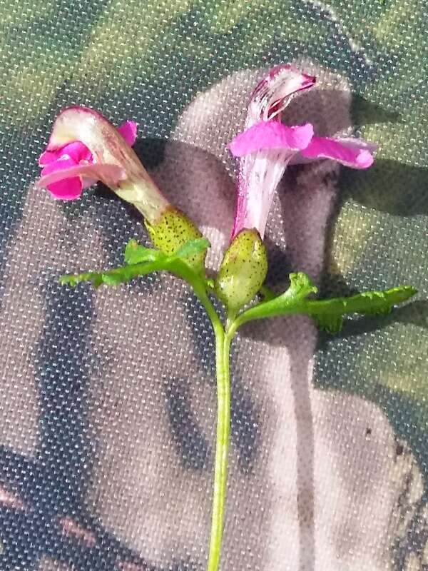 Image of Pedicularis adunca Bieb. ex Stev.