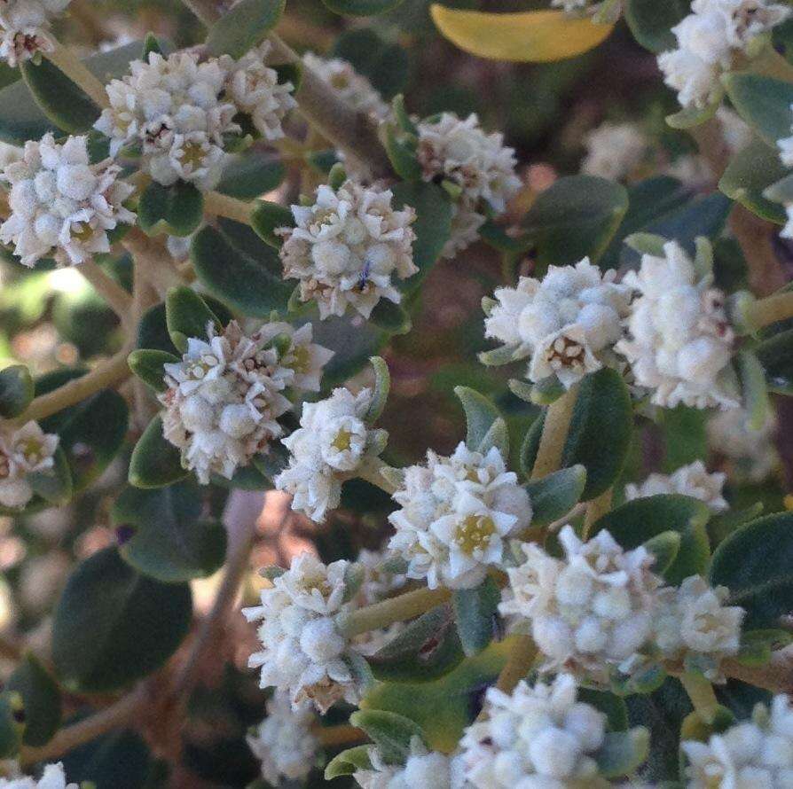 Image of Phylica buxifolia L.