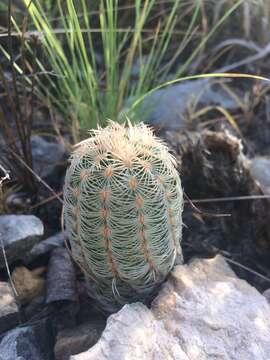 Image of Echinocereus reichenbachii subsp. caespitosus