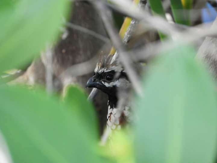 Image of Black-throated Bobwhite