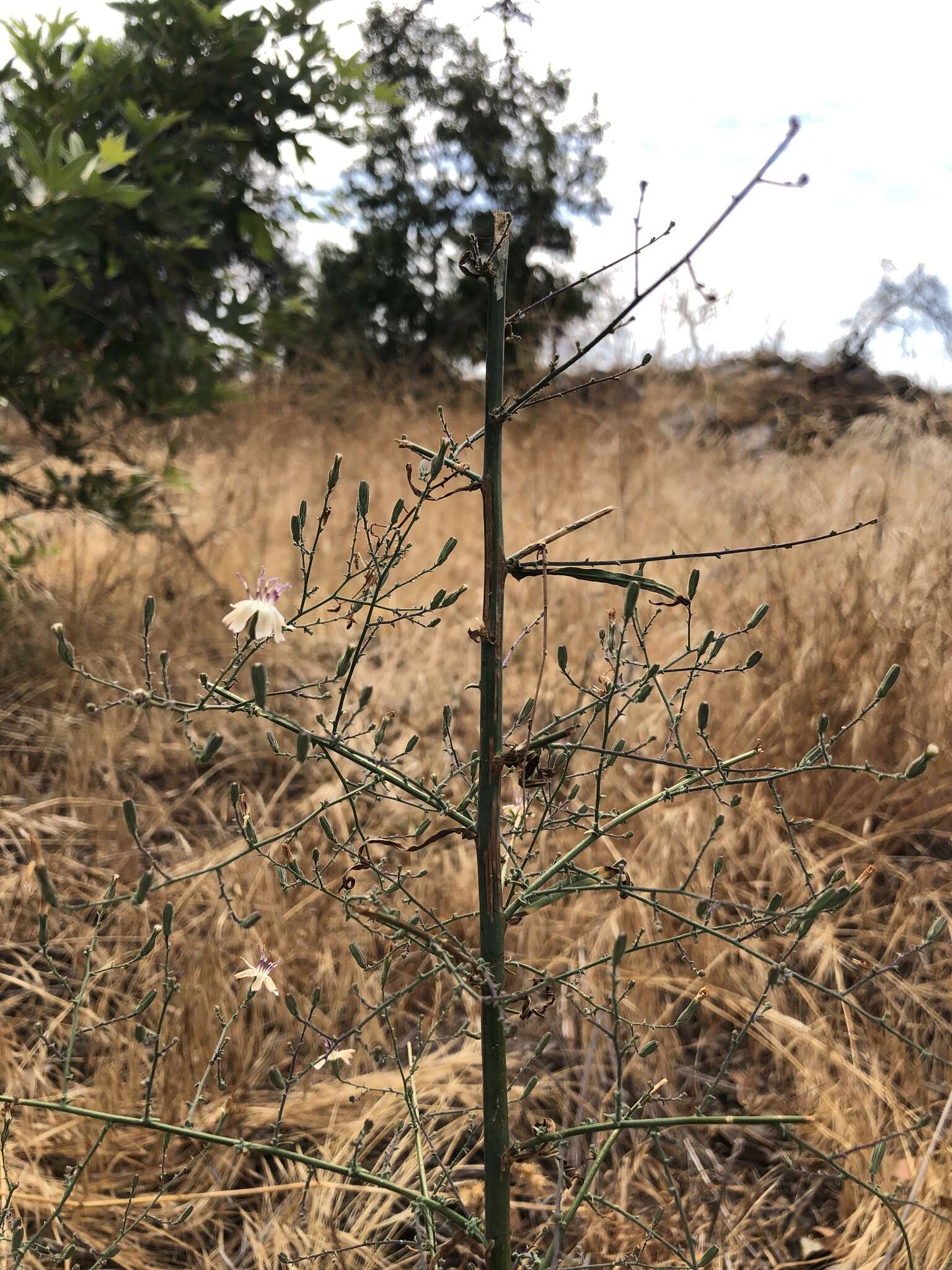 Sivun Stephanomeria exigua subsp. deanei (J. F. Macbr.) Gottlieb kuva