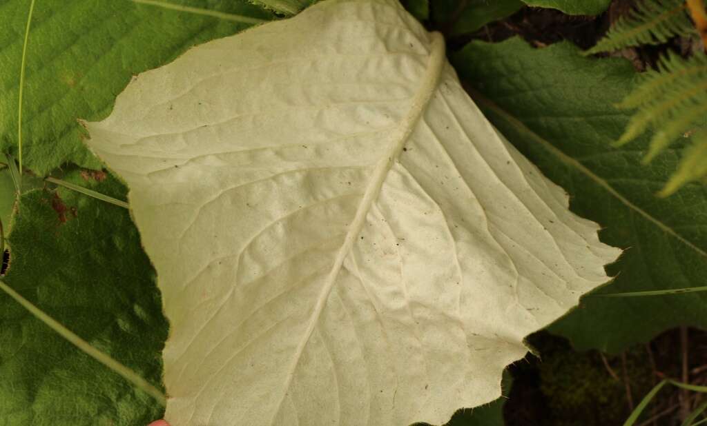 Sivun Berkheya rhapontica subsp. rhapontica kuva