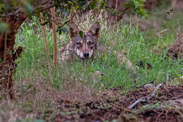 Image of Indian Wolf