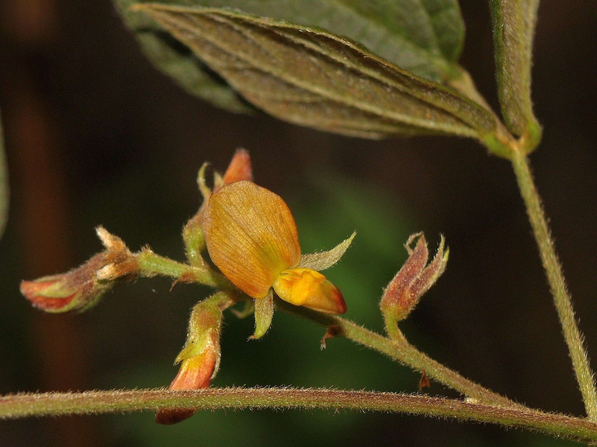 Image of Rhynchosia longeracemosa M. Martens & Galeotti