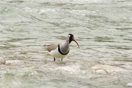 Image of ibisbills